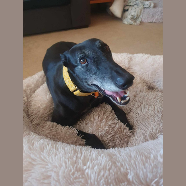 Photo of Yoko, The Greyhound