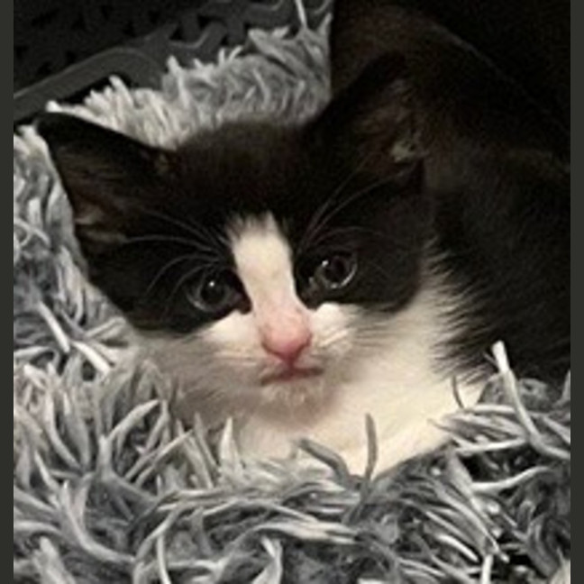 Photo of Bashful