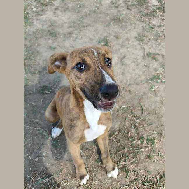 Photo of Shaggy