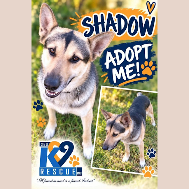 Photo of Shadow