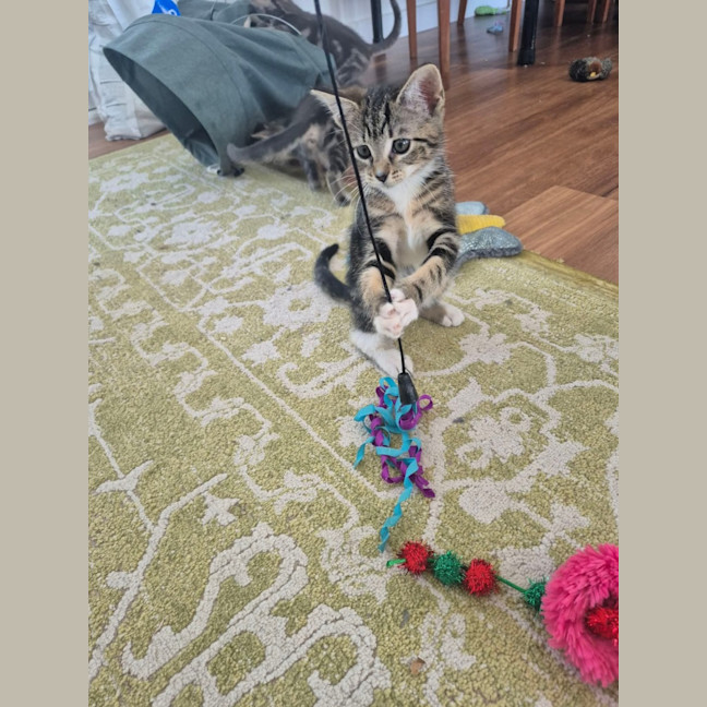 Photo of Lily