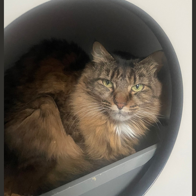 Photo of Cleo (Bonded To Bella)