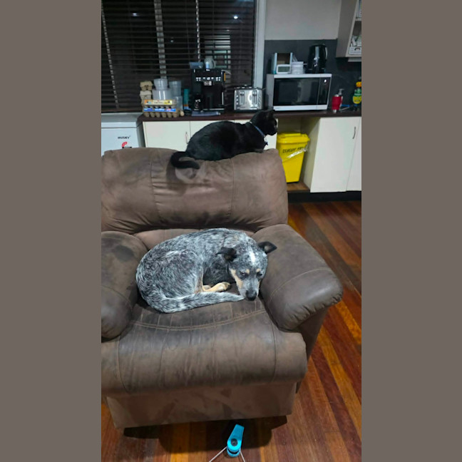 Photo of Speckles