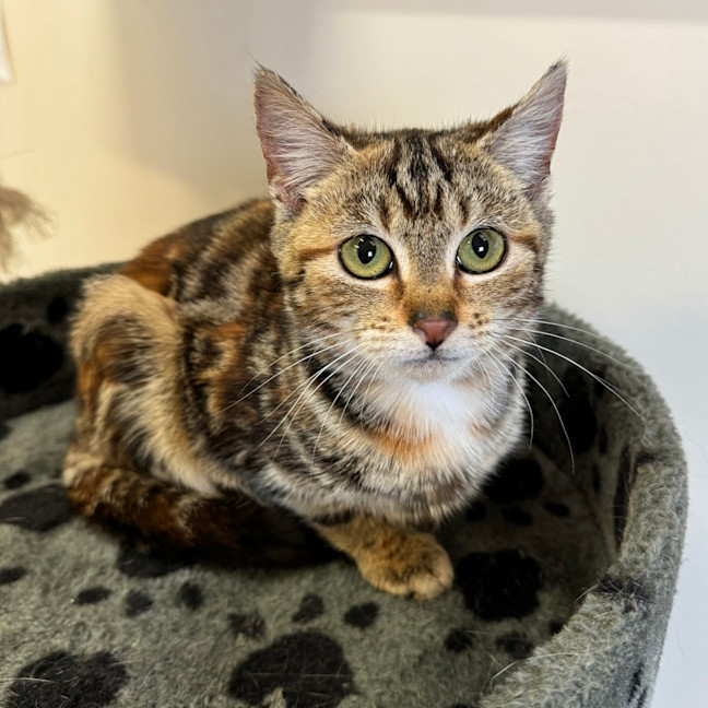 Photo of Penny