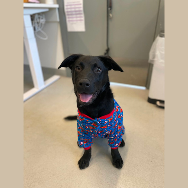 Photo of 🛴 Enzo 5574 🛴