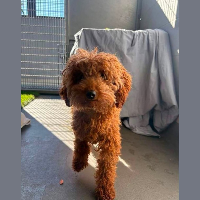 Photo of Biscoff   1 Year Old Poodle X