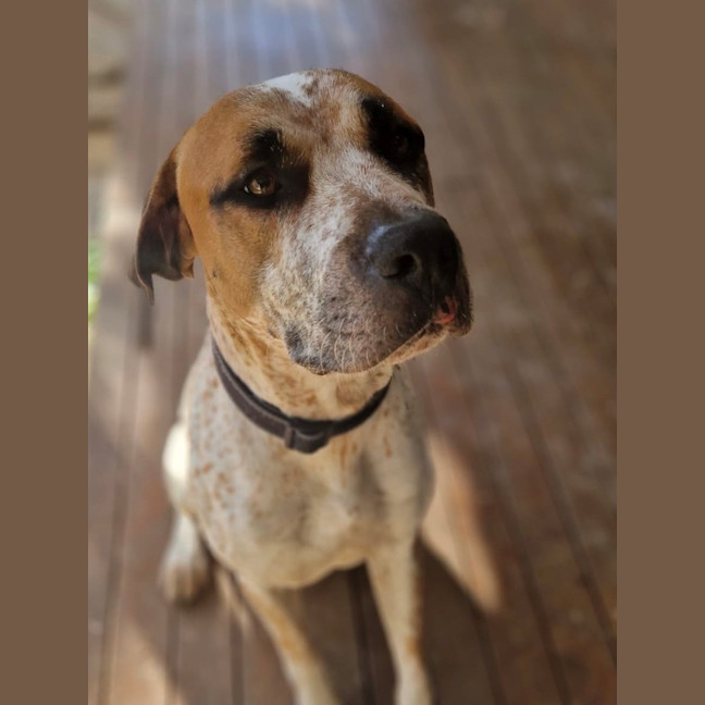 Photo of D1180 Diesel 