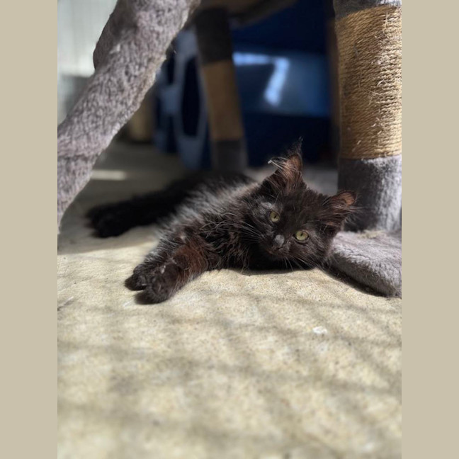 Photo of Piper