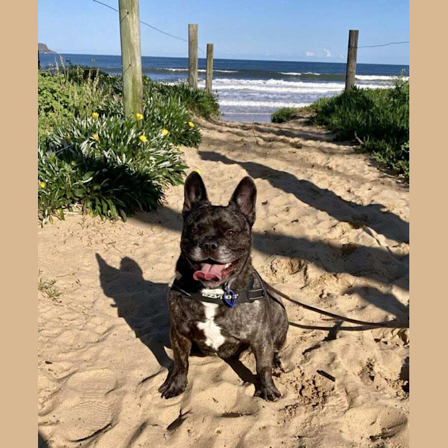 Photo of Buddy   6 Year Old Pug X French Bulldog