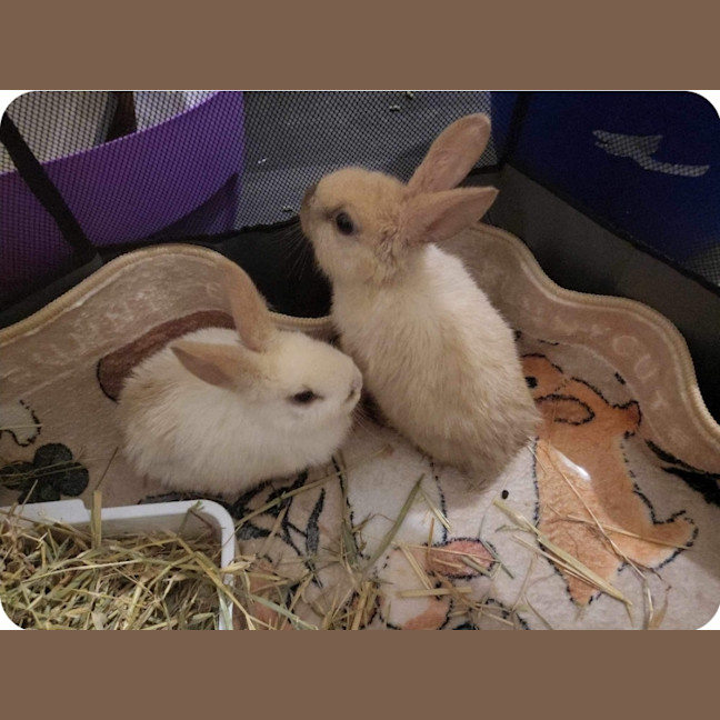 Photo of Lolly & Pop