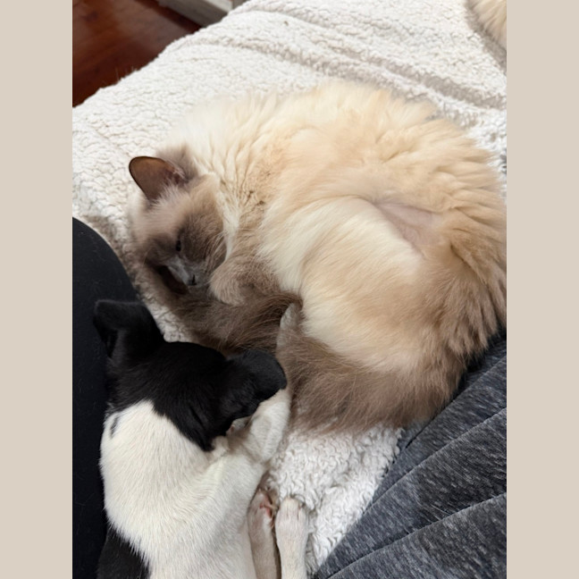 Photo of Stella
