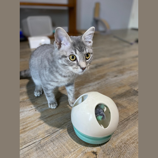 Photo of Dango