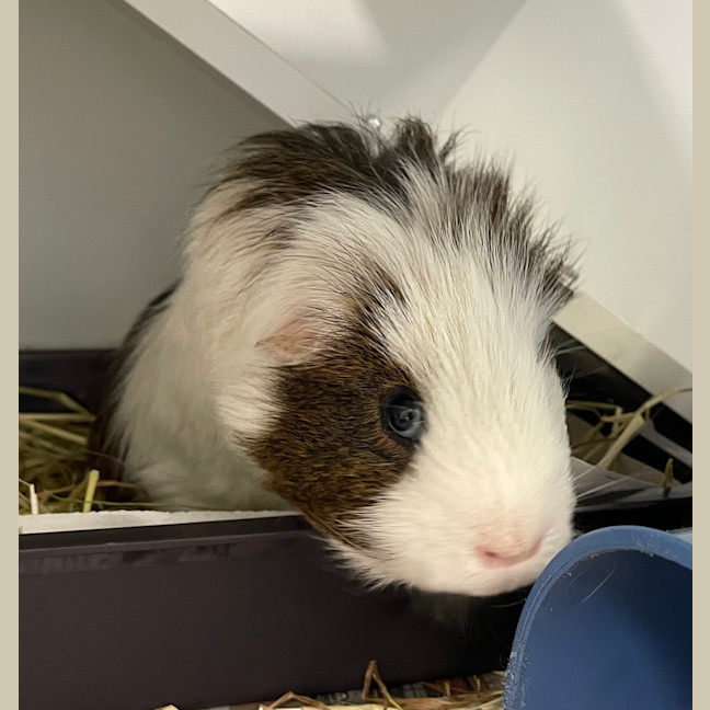 Photo of Oreo