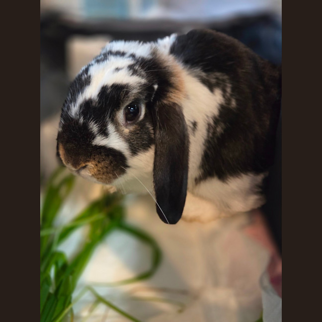 Photo of Samuel
