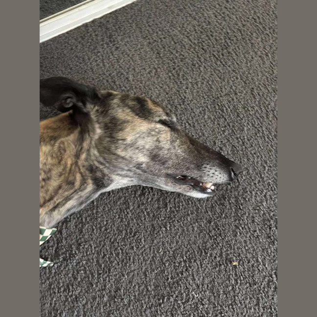Photo of Frankie, The Greyhound