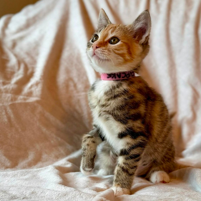 Photo of Cupcake   In Foster Care In Fitzroy North