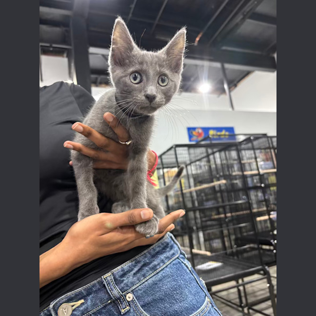 Photo of Platinum