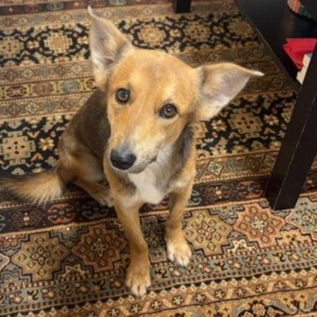 Photo of Dusty