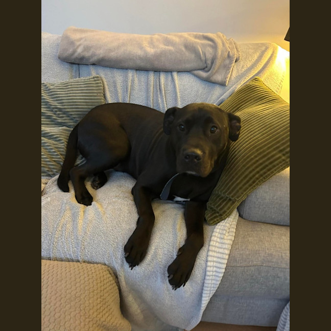 Photo of Cosmo
