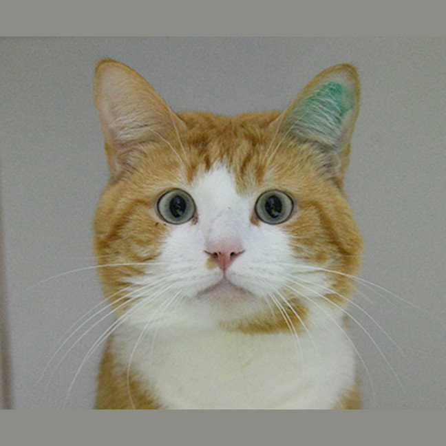 Photo of Mango
