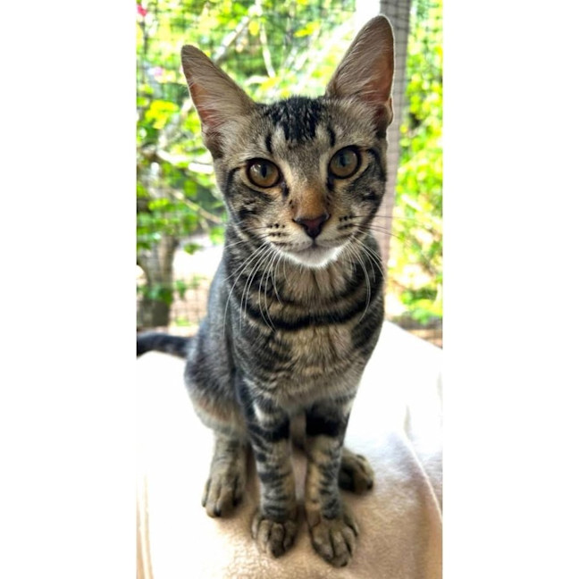 Photo of 11992   Toby 