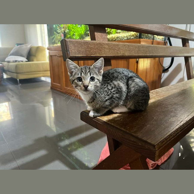 Photo of Lily Meet Me@Petstock Chelsea Store 