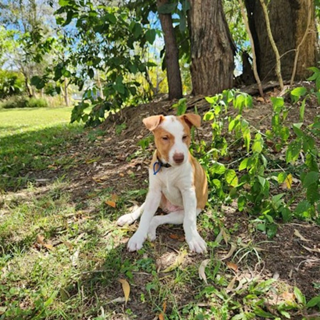 Photo of Drover 