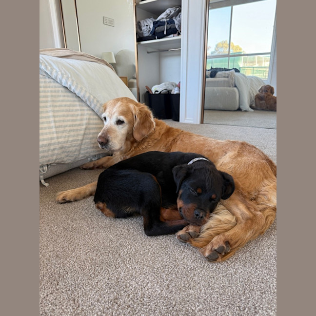 Photo of Enzo (Was Baloo)