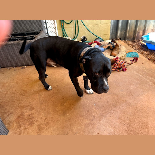 Photo of Oodie (Muggsy)