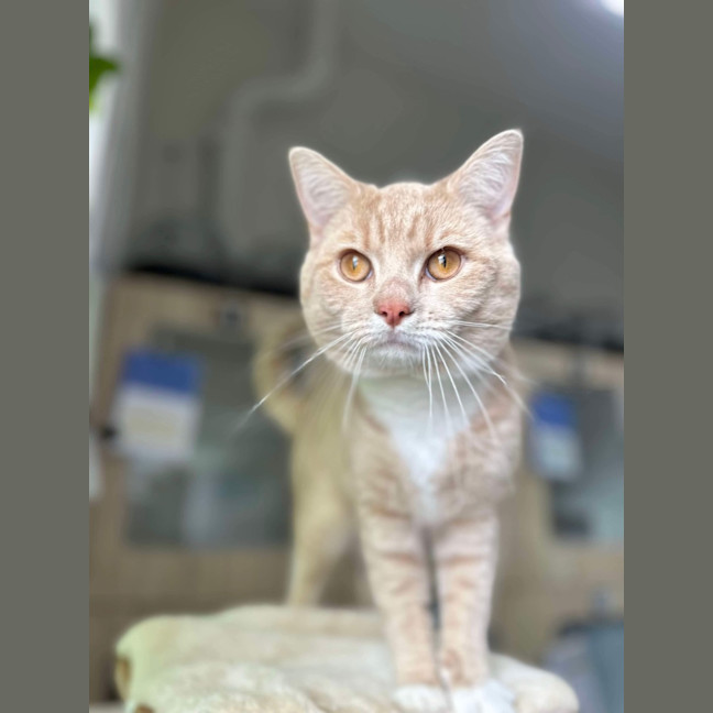 Photo of 🥞 Rupert 5644 🥞