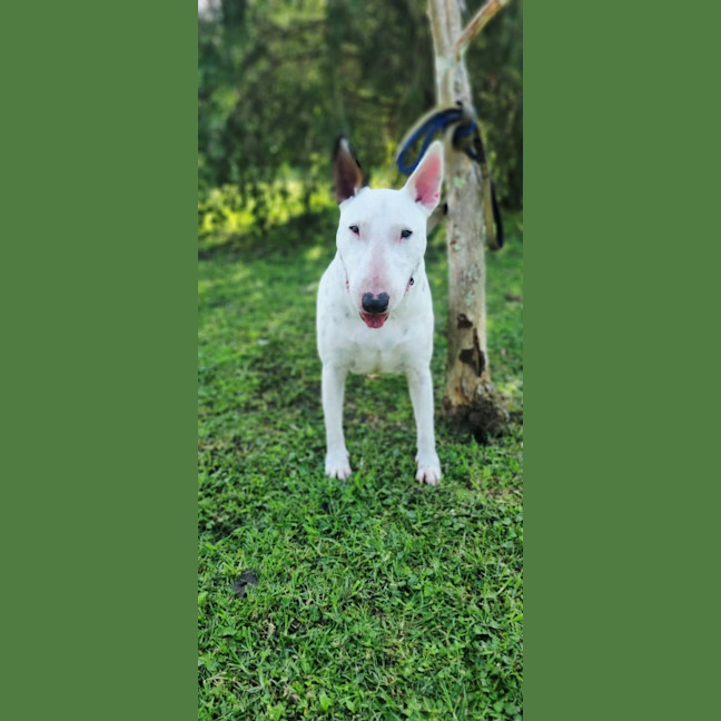 Photo of Brutus