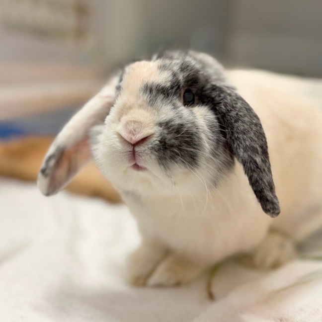 Photo of Cosmo