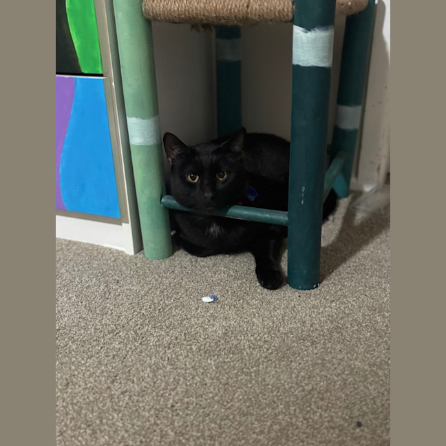 Photo of Smyth & Simmo   2 Year Old Domestic Shorthair