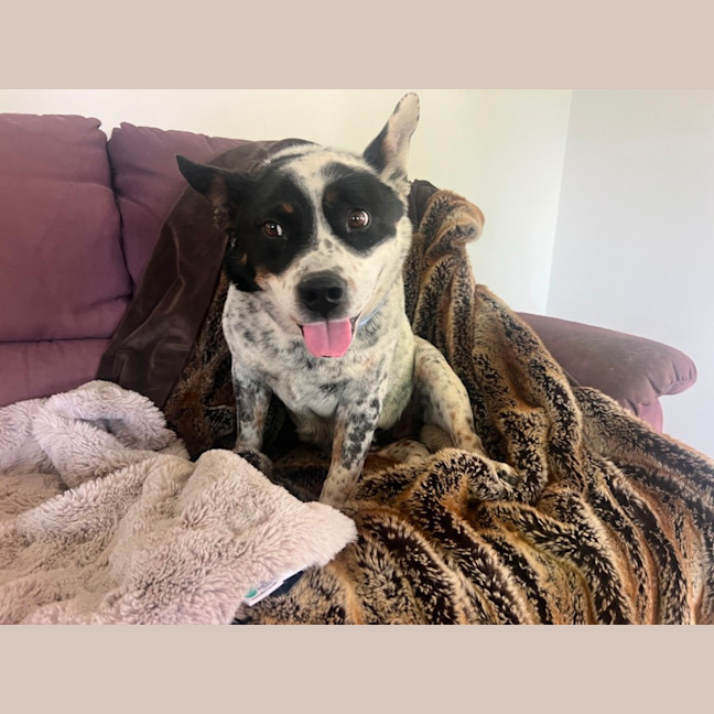 Photo of Bandit
