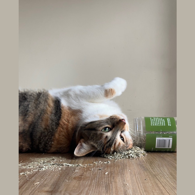 Photo of Flip & Bagel   The Chunky Monkeys