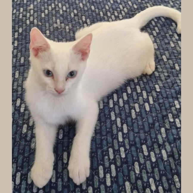 Photo of Frosty