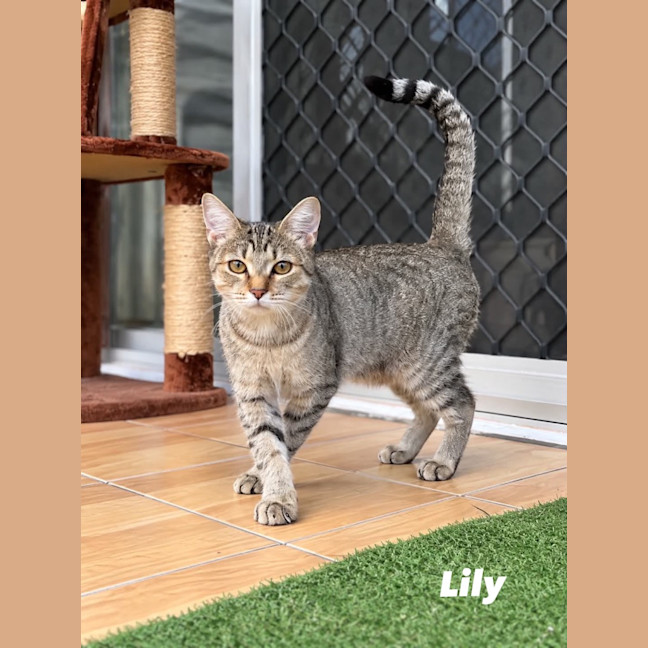 Photo of Lily
