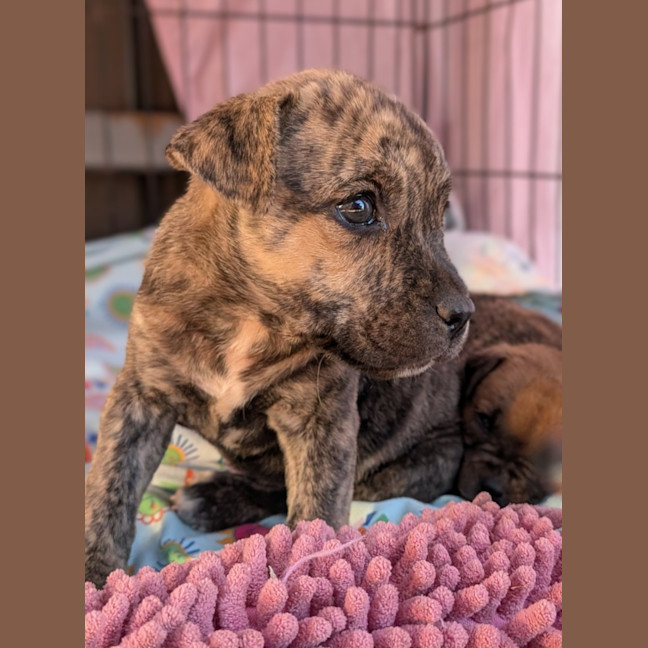 Photo of Dash