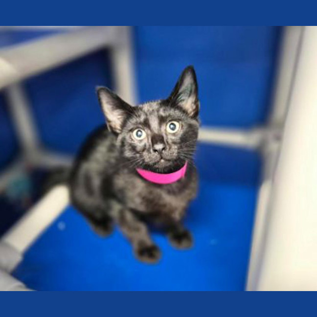 Photo of Jet