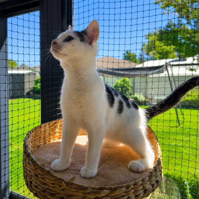 Photo of Domino