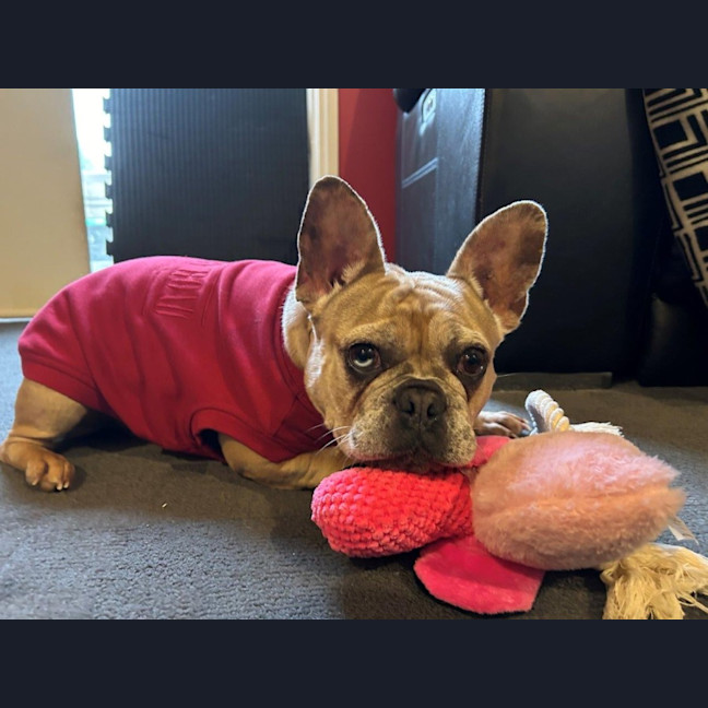 Photo of Luna Wensleydale