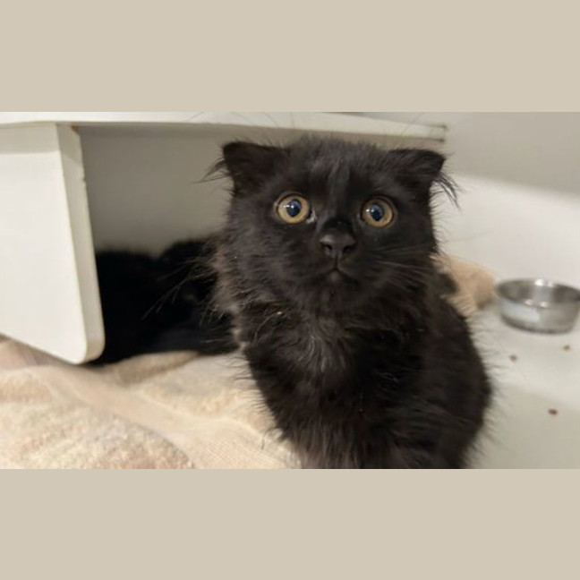 Photo of Percival