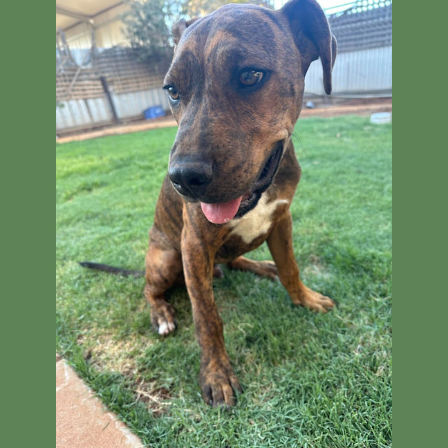 Photo of Chestnut (Chester)