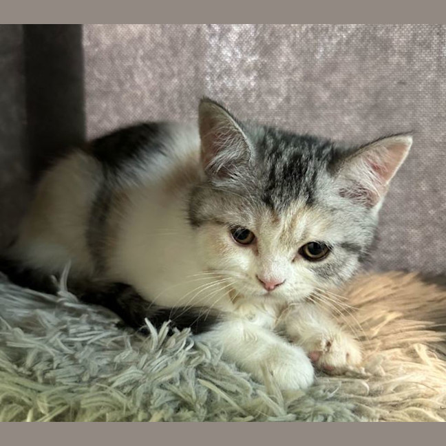 Photo of Leeland The Lime