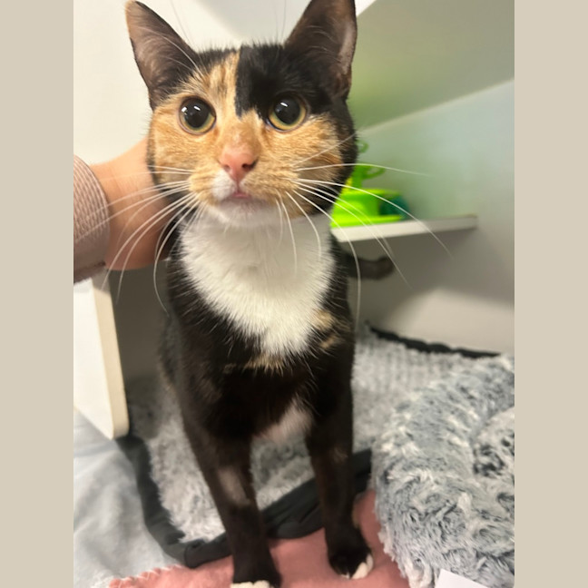 Photo of Chickpea