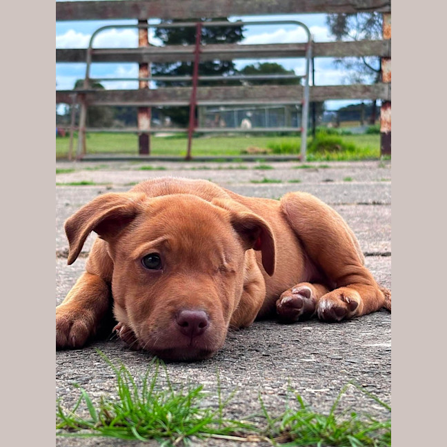 Photo of Pirate 