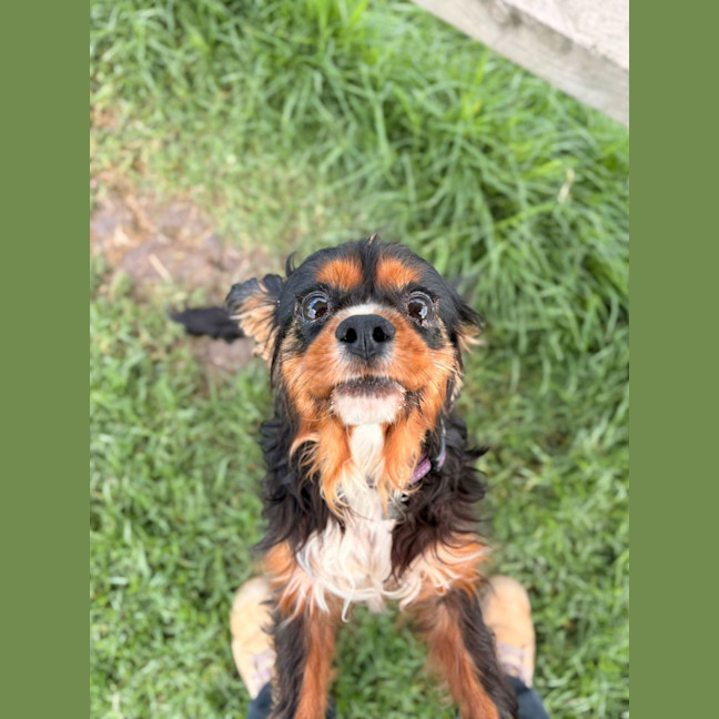Photo of Gouda (Purple Collar)