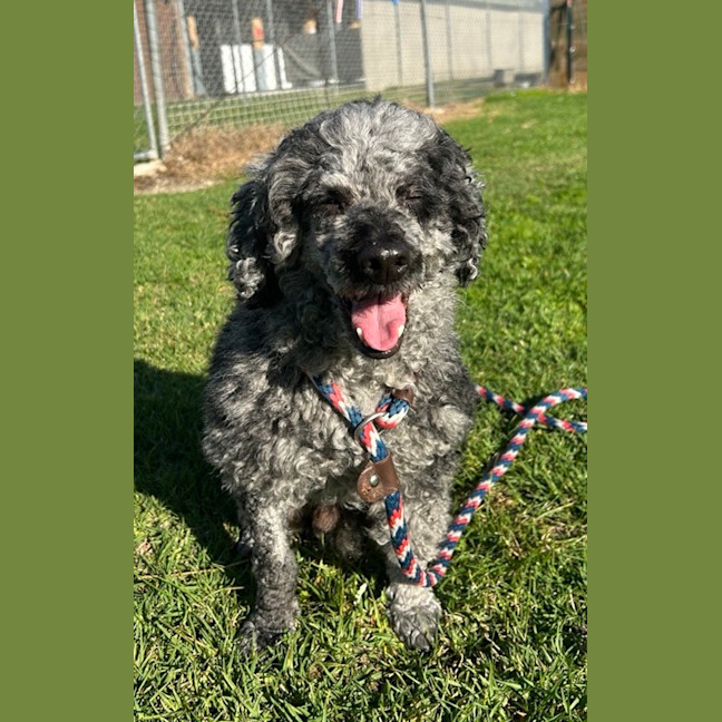 Photo of Cooper