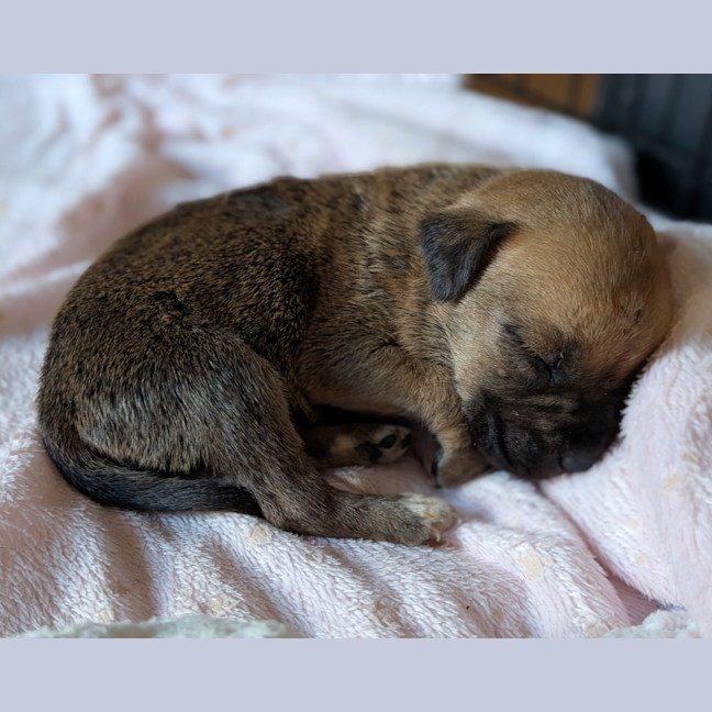 Photo of Dot