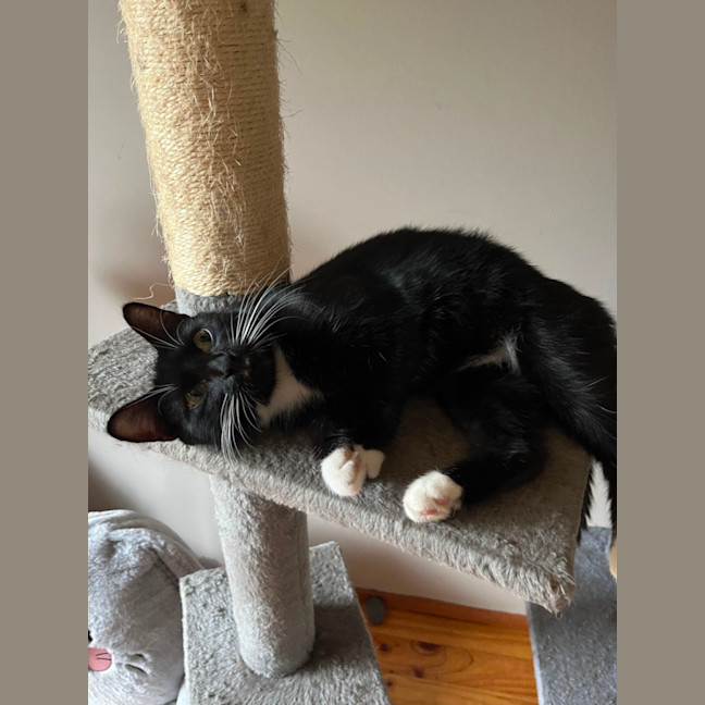 Photo of Ula ** 2nd Chance Cat Rescue **